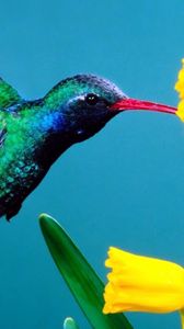 Preview wallpaper hummingbirds, flowers, background