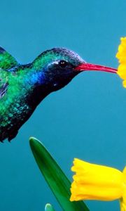 Preview wallpaper hummingbirds, flowers, background