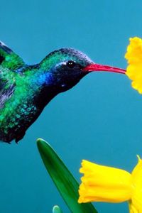 Preview wallpaper hummingbirds, flowers, background