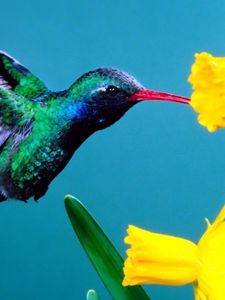 Preview wallpaper hummingbirds, flowers, background