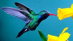 Preview wallpaper hummingbirds, flowers, background