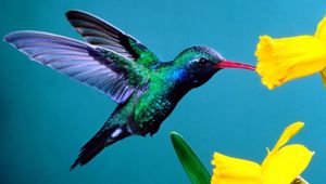 Preview wallpaper hummingbirds, flowers, background