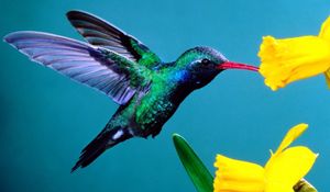 Preview wallpaper hummingbirds, flowers, background