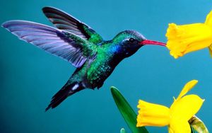 Preview wallpaper hummingbirds, flowers, background