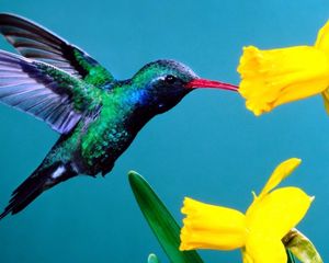 Preview wallpaper hummingbirds, flowers, background