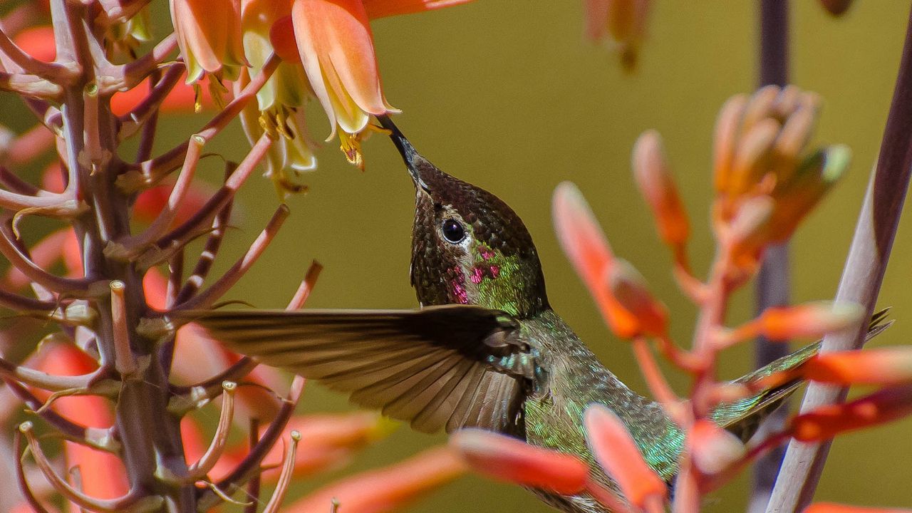 Wallpaper hummingbirds, twig, flower, bird, flight