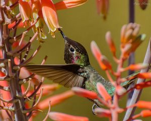 Preview wallpaper hummingbirds, twig, flower, bird, flight