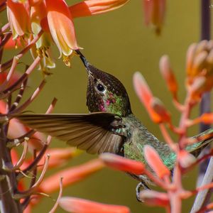 Preview wallpaper hummingbirds, twig, flower, bird, flight