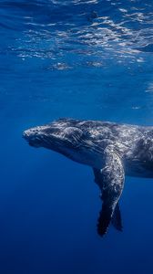 Preview wallpaper humpback whale, humpback whale long-armed, ocean, water, light