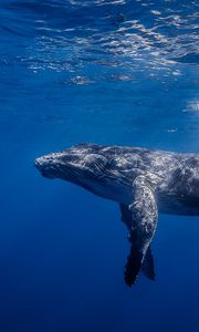 Preview wallpaper humpback whale, humpback whale long-armed, ocean, water, light