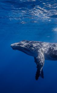 Preview wallpaper humpback whale, humpback whale long-armed, ocean, water, light