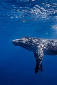 Preview wallpaper humpback whale, humpback whale long-armed, ocean, water, light