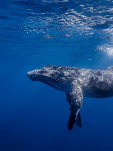 Preview wallpaper humpback whale, humpback whale long-armed, ocean, water, light