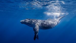 Preview wallpaper humpback whale, humpback whale long-armed, ocean, water, light