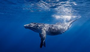 Preview wallpaper humpback whale, humpback whale long-armed, ocean, water, light