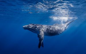 Preview wallpaper humpback whale, humpback whale long-armed, ocean, water, light