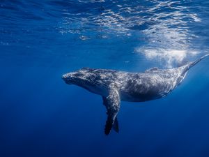 Preview wallpaper humpback whale, humpback whale long-armed, ocean, water, light