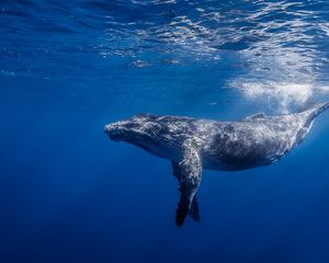 Preview wallpaper humpback whale, humpback whale long-armed, ocean, water, light