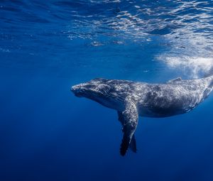 Preview wallpaper humpback whale, humpback whale long-armed, ocean, water, light