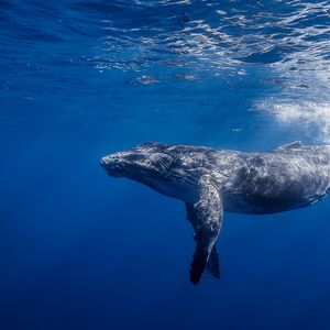 Preview wallpaper humpback whale, humpback whale long-armed, ocean, water, light