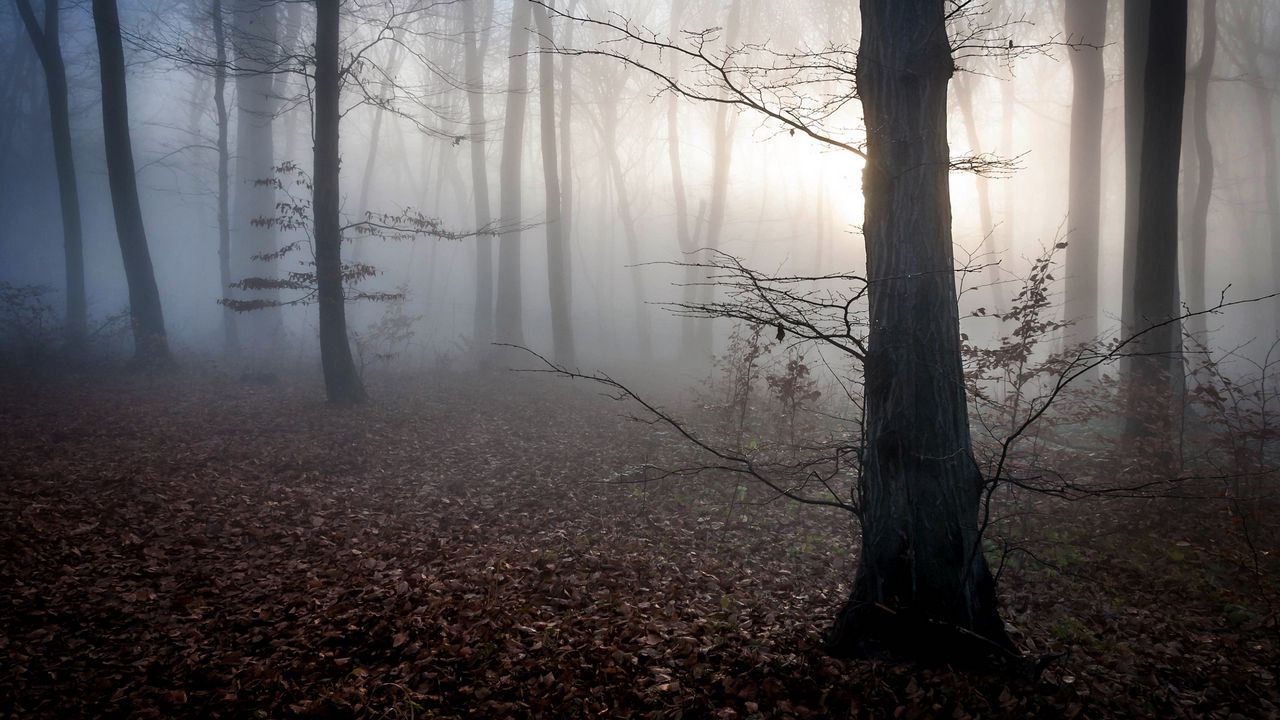 Wallpaper hungary, trees, fog, autumn