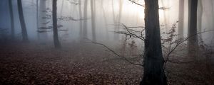 Preview wallpaper hungary, trees, fog, autumn