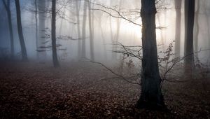 Preview wallpaper hungary, trees, fog, autumn
