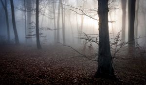 Preview wallpaper hungary, trees, fog, autumn