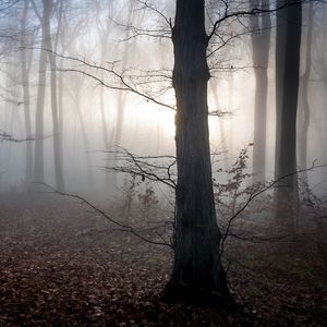 Preview wallpaper hungary, trees, fog, autumn