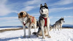 Preview wallpaper husky, couple, dogs, snow, alaska