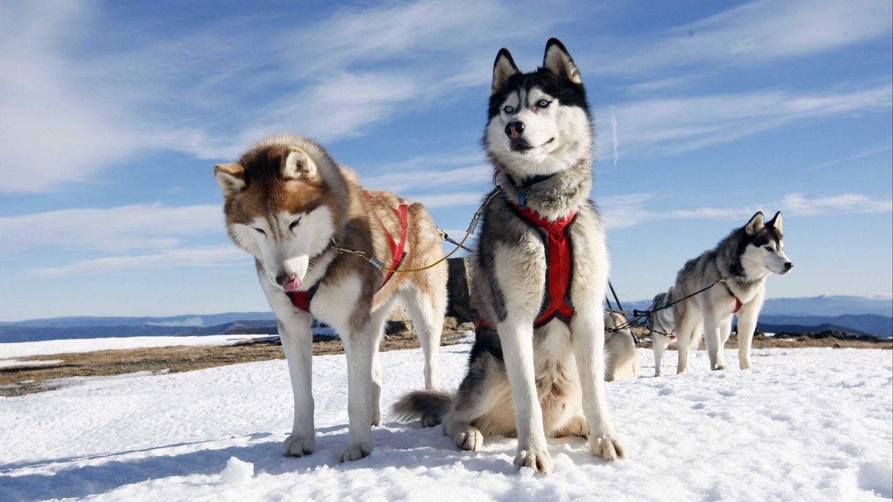 Wallpaper husky, couple, dogs, snow, alaska