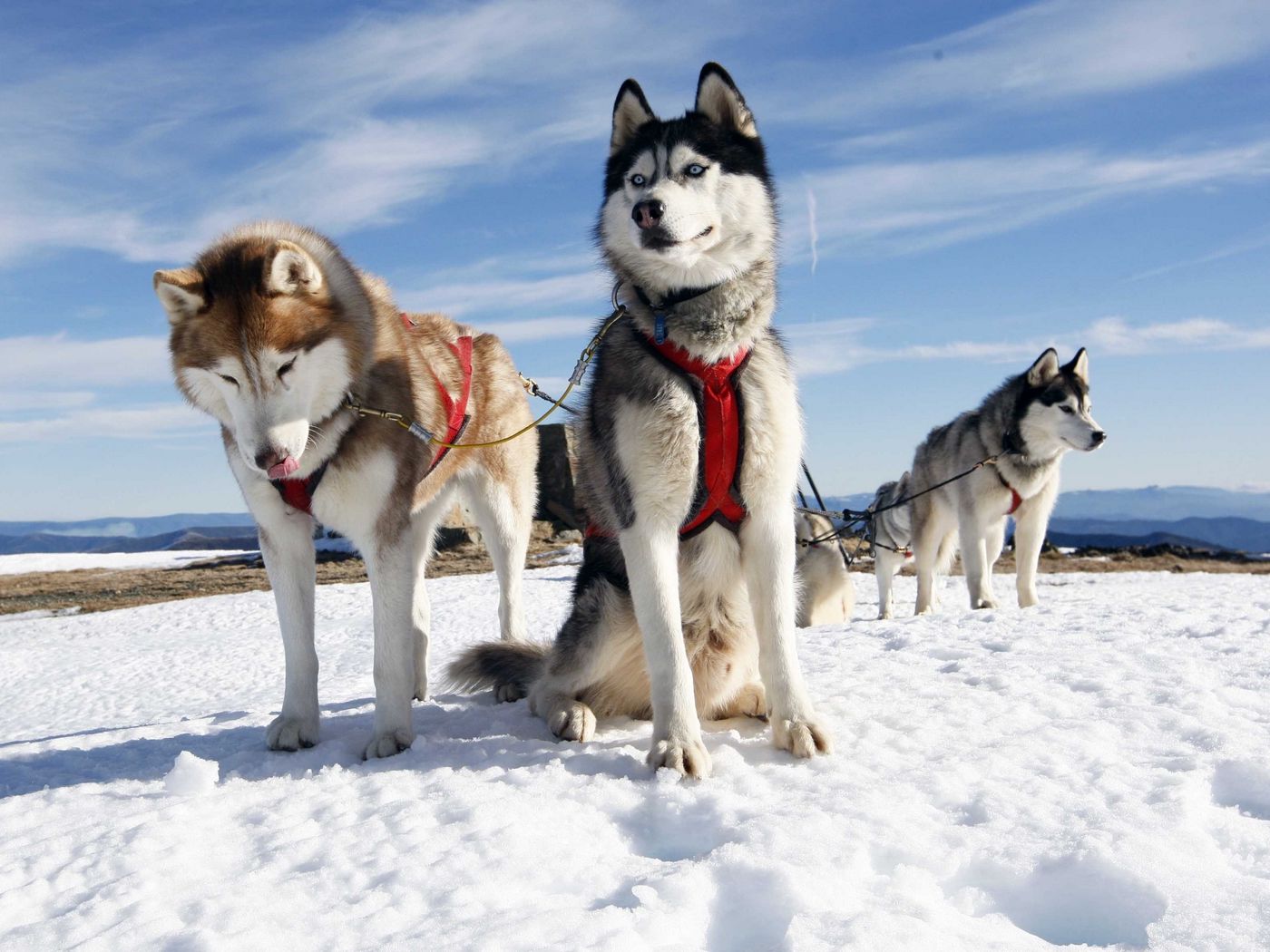 1400x1050 Wallpaper husky, couple, dogs, snow, alaska