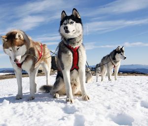 Preview wallpaper husky, couple, dogs, snow, alaska