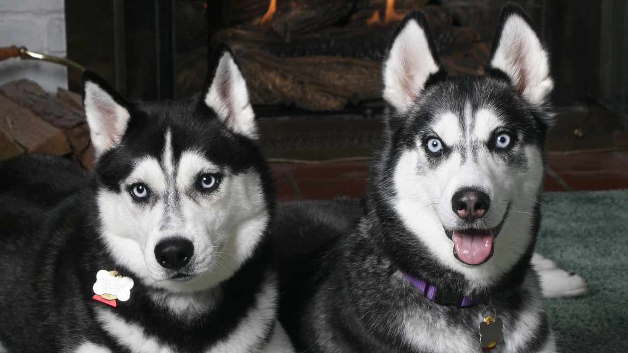 Wallpaper husky, couple, look, spotted, dog