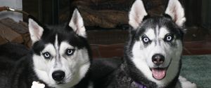 Preview wallpaper husky, couple, look, spotted, dog