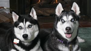 Preview wallpaper husky, couple, look, spotted, dog
