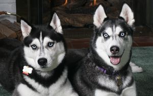 Preview wallpaper husky, couple, look, spotted, dog