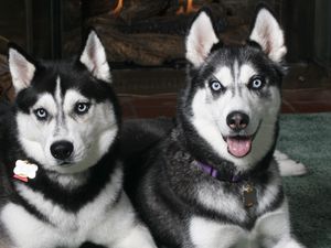 Preview wallpaper husky, couple, look, spotted, dog