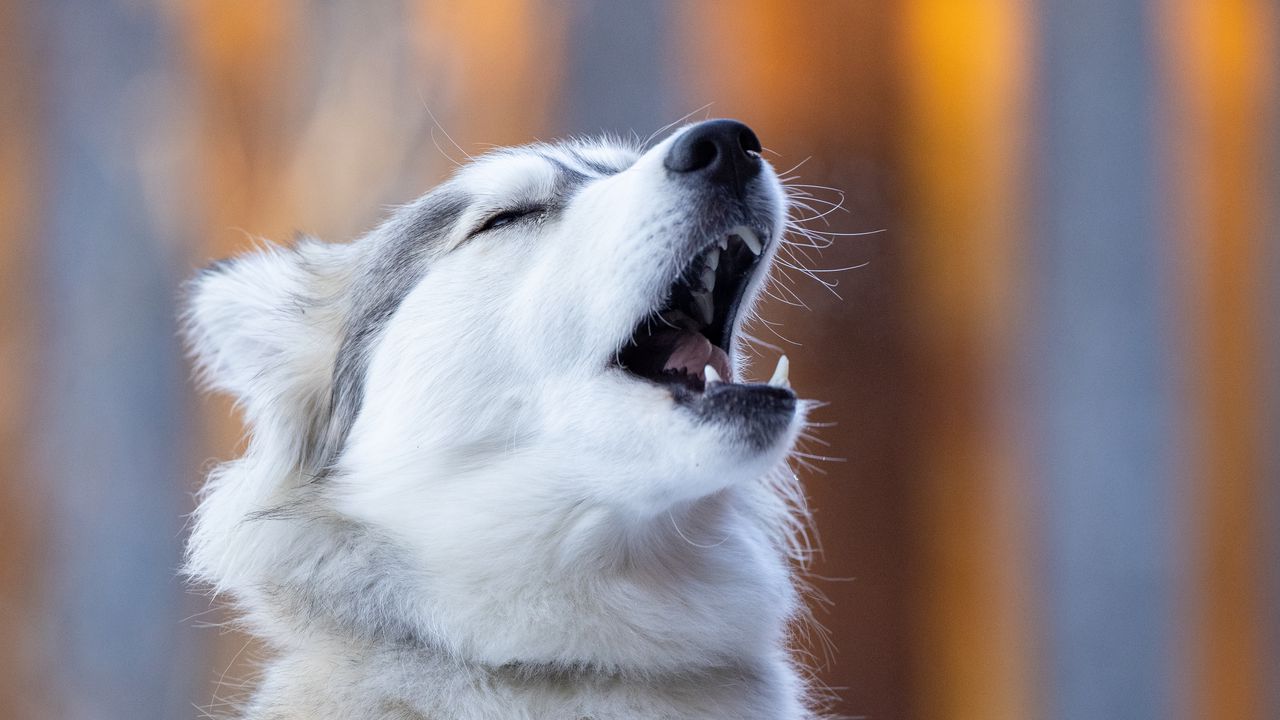 Wallpaper husky, dog, animal, pet, furry