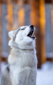 Preview wallpaper husky, dog, animal, pet, furry