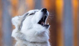 Preview wallpaper husky, dog, animal, pet, furry