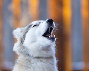 Preview wallpaper husky, dog, animal, pet, furry