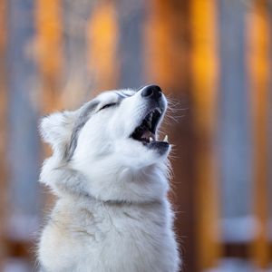 Preview wallpaper husky, dog, animal, pet, furry