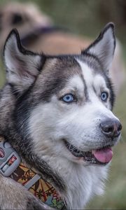 Preview wallpaper husky, dog, collar, muzzle