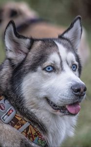 Preview wallpaper husky, dog, collar, muzzle