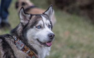 Preview wallpaper husky, dog, collar, muzzle