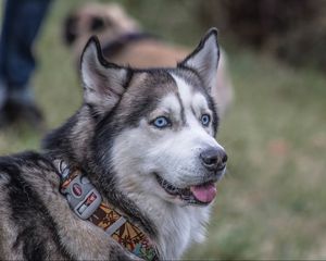 Preview wallpaper husky, dog, collar, muzzle