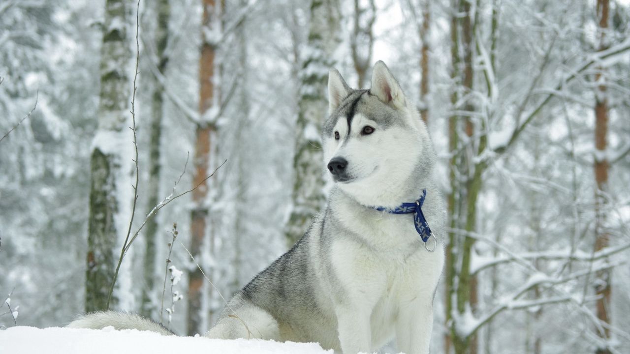 Wallpaper husky, dog, collar, snow, hunting
