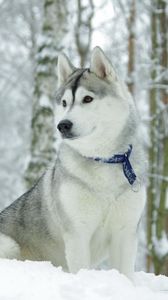Preview wallpaper husky, dog, collar, snow, hunting