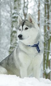 Preview wallpaper husky, dog, collar, snow, hunting